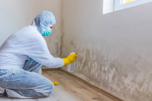 Black mold inspection in Jamestown